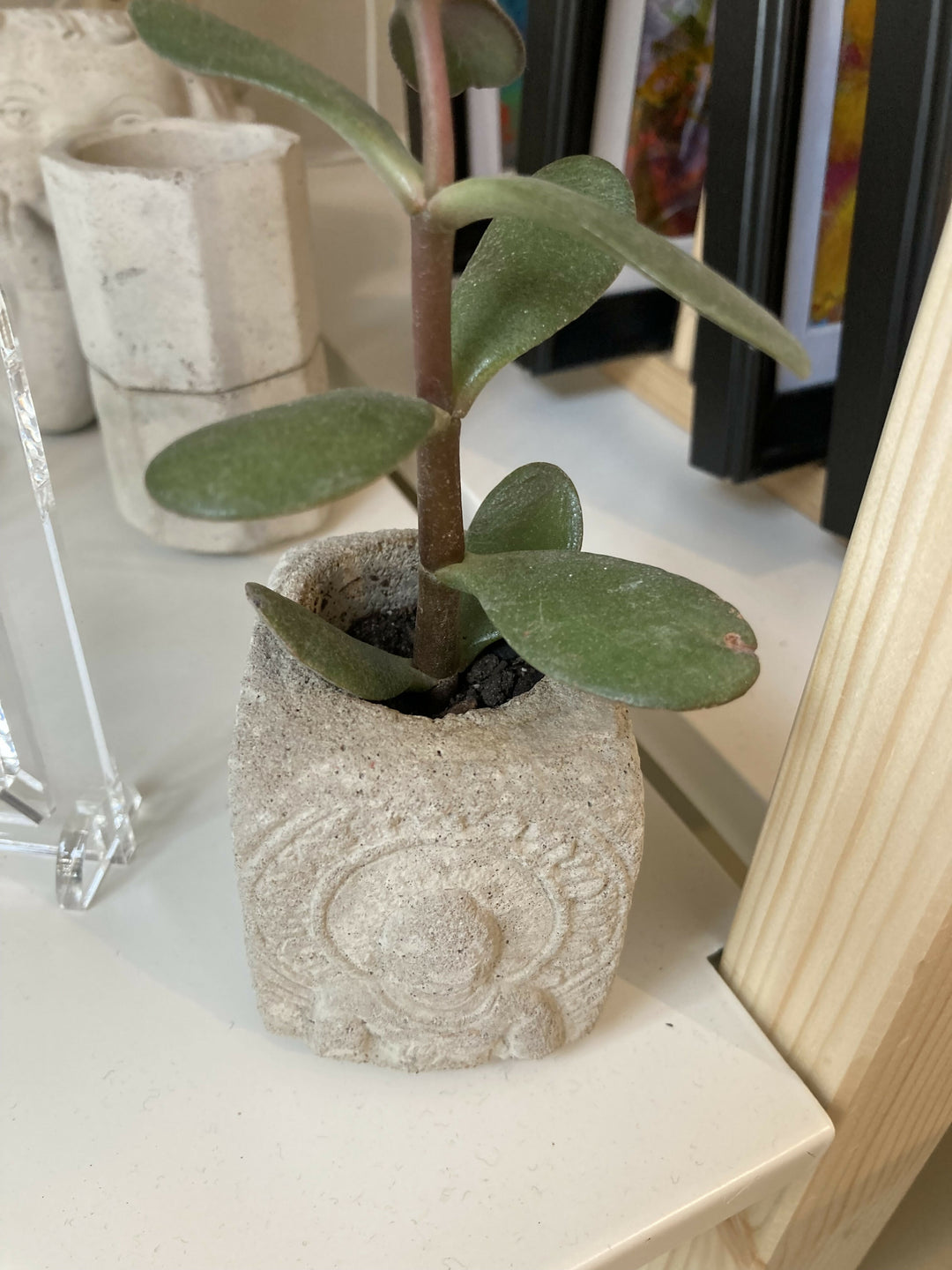 Pot with plant (Jade) Indian goddess