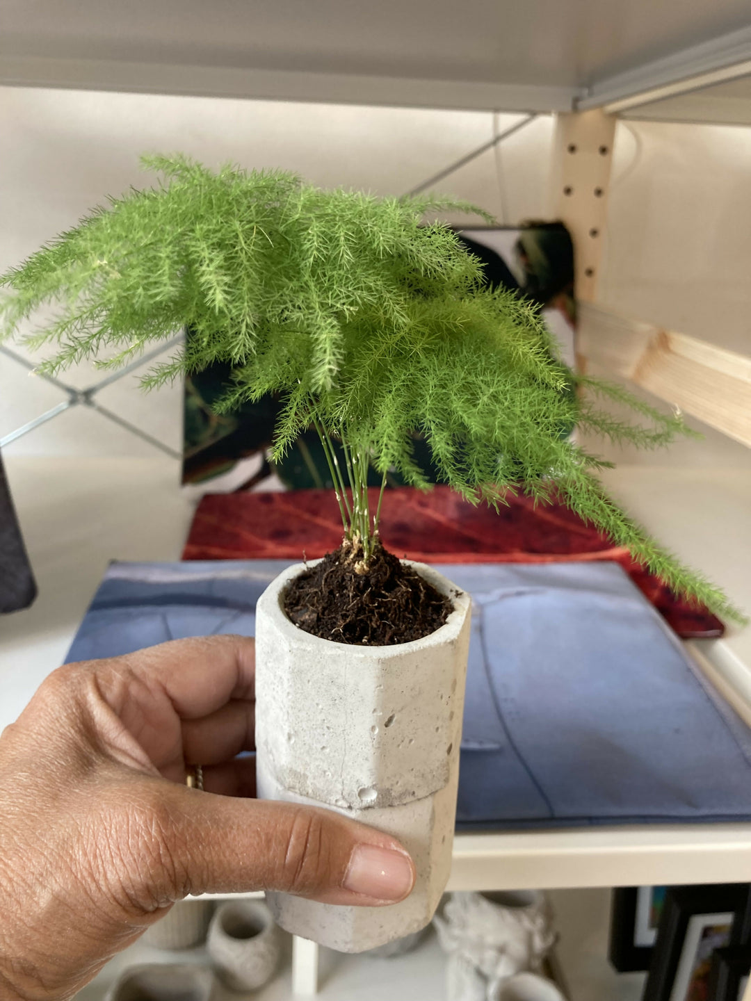 POT self watering with plant (fern)