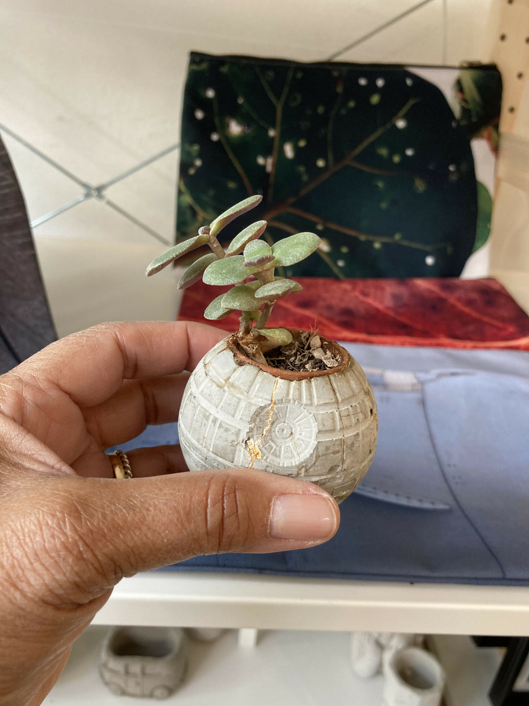 Pot with plant (Jade) Death Star