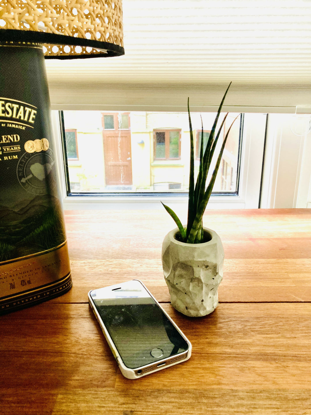 Pot with plant (SanServia) skull