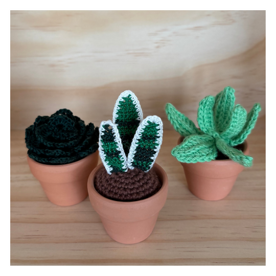 Mini Succulents