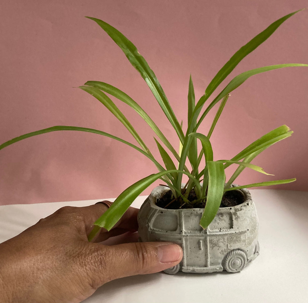 Pot with plant VW bus