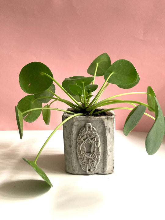 Unique Pot with plant - key hole cover