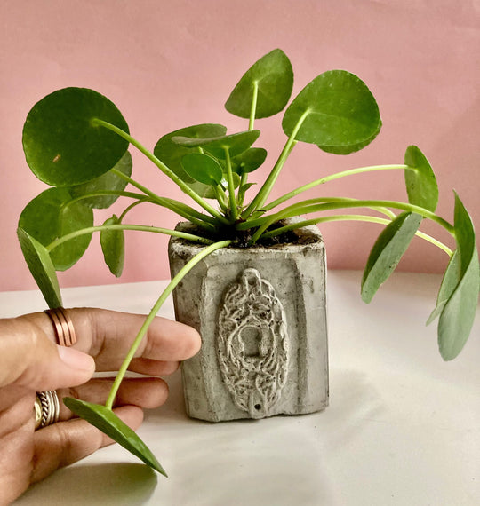 Unique Pot with plant - key hole cover